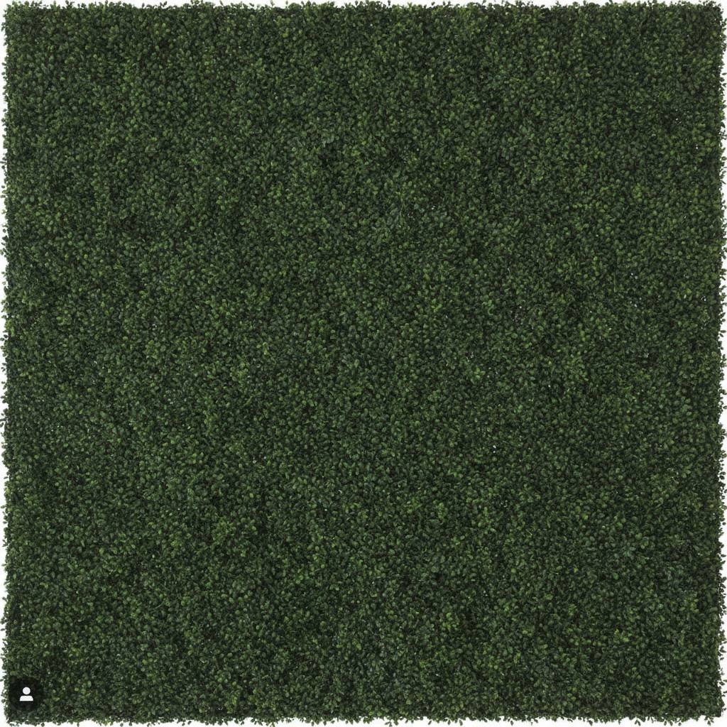 Ścianka bukszpanowa – detal faktury listków